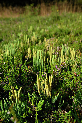 BUITEN BEELD Foto: 441443