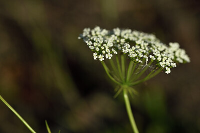 BUITEN BEELD Foto: 441451