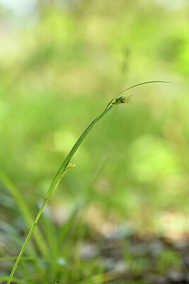 BUITEN BEELD Foto: 441454