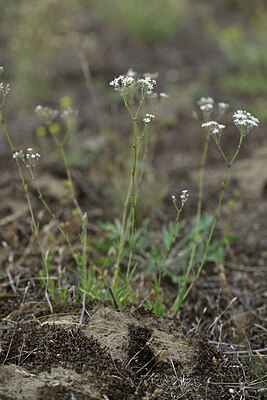 BUITEN BEELD Foto: 441456