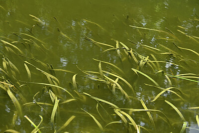 BUITEN BEELD Foto: 441458