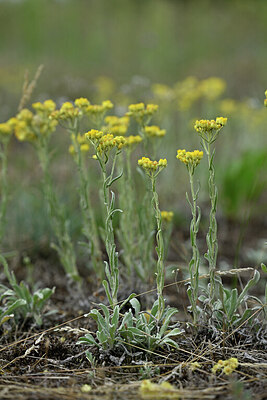 BUITEN BEELD Foto: 441459