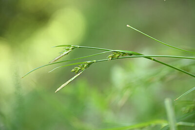 BUITEN BEELD Foto: 441462