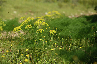 BUITEN BEELD Foto: 441466