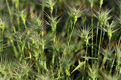 BUITEN BEELD Foto: 441468