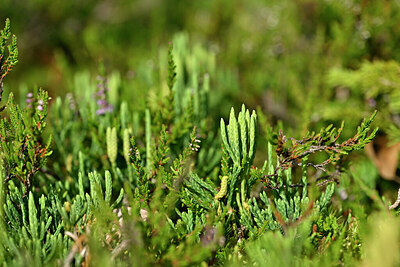 BUITEN BEELD Foto: 441470