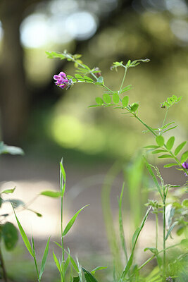 BUITEN BEELD Foto: 441475