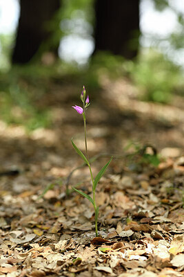 BUITEN BEELD Foto: 441476