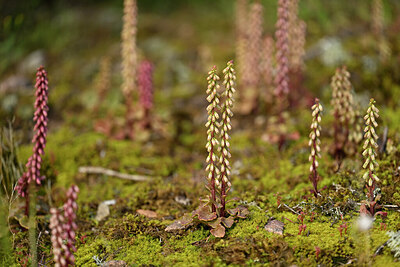 BUITEN BEELD Foto: 441480