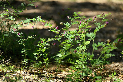 BUITEN BEELD Foto: 441482