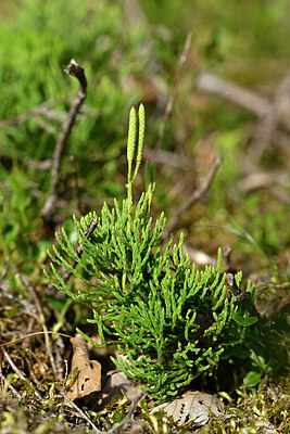 BUITEN BEELD Foto: 441486