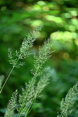 BUITEN BEELD Foto: 441487