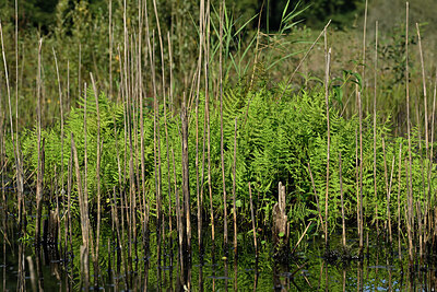 BUITEN BEELD Foto: 441489