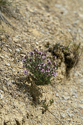 BUITEN BEELD Foto: 441490