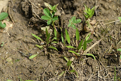 BUITEN BEELD Foto: 441492