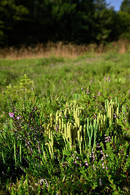 BUITEN BEELD Foto: 441494