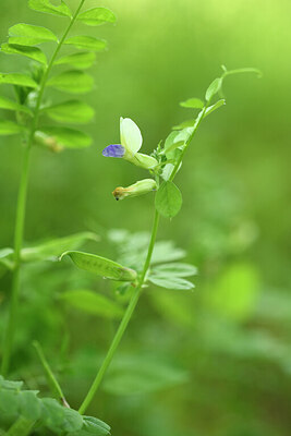 BUITEN BEELD Foto: 441499