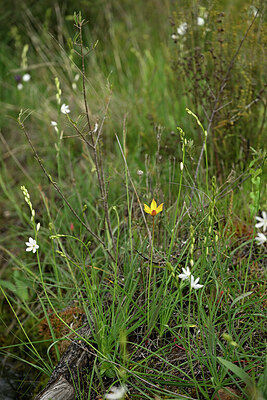 BUITEN BEELD Foto: 441500
