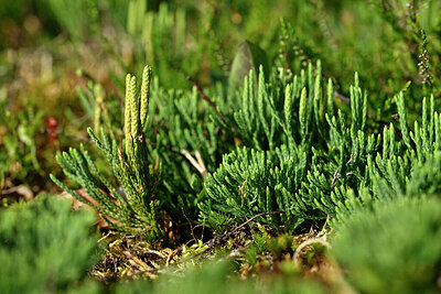 BUITEN BEELD Foto: 441501