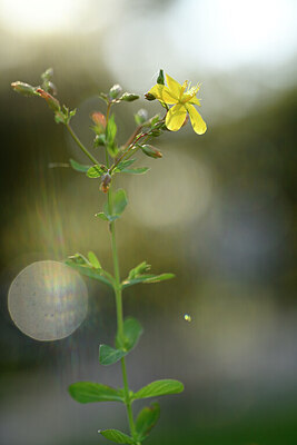 BUITEN BEELD Foto: 441502