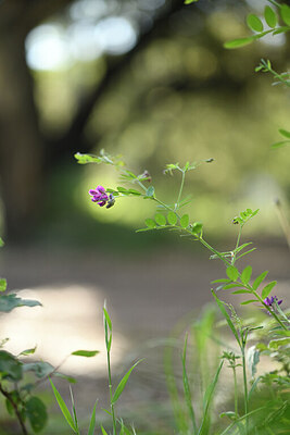 BUITEN BEELD Foto: 441505