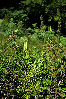 BUITEN BEELD Foto: 441509