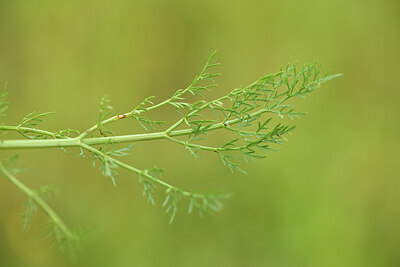 BUITEN BEELD Foto: 441515