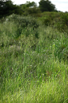 BUITEN BEELD Foto: 441522