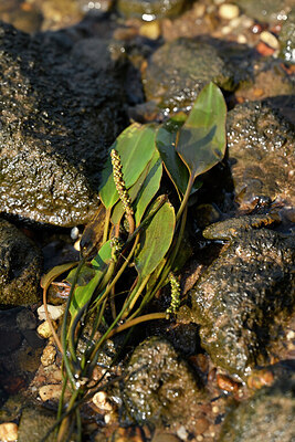 BUITEN BEELD Foto: 441524