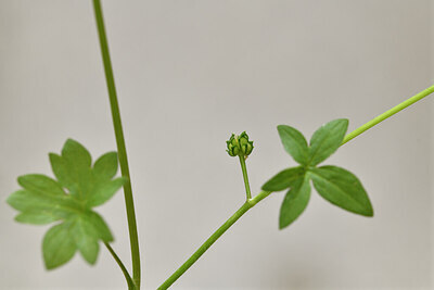 BUITEN BEELD Foto: 441525