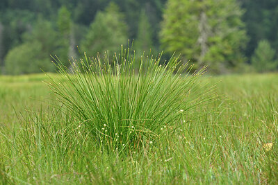 BUITEN BEELD Foto: 441527