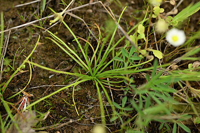 BUITEN BEELD Foto: 441528