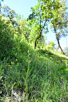 BUITEN BEELD Foto: 441529
