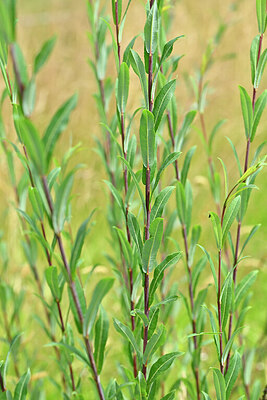 BUITEN BEELD Foto: 441536
