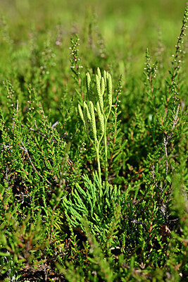 BUITEN BEELD Foto: 441538