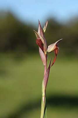 BUITEN BEELD Foto: 441541