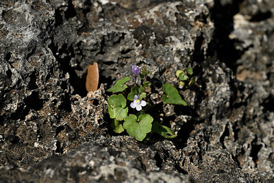 BUITEN BEELD Foto: 441543