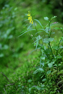 BUITEN BEELD Foto: 441546