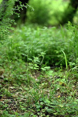 BUITEN BEELD Foto: 441548