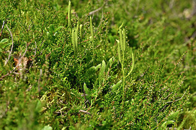 BUITEN BEELD Foto: 441551
