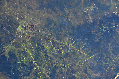 BUITEN BEELD Foto: 441555