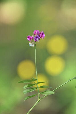 BUITEN BEELD Foto: 441556