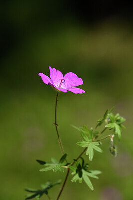 BUITEN BEELD Foto: 441557