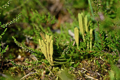 BUITEN BEELD Foto: 441559