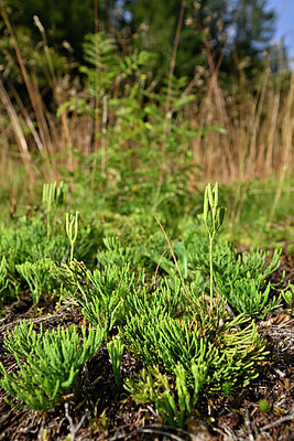 BUITEN BEELD Foto: 441560