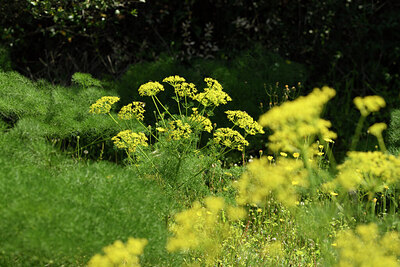 BUITEN BEELD Foto: 441564