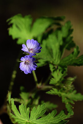 BUITEN BEELD Foto: 441565