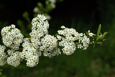 BUITEN BEELD Foto: 441566