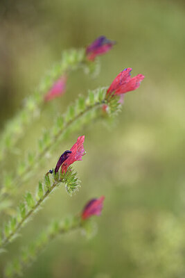 BUITEN BEELD Foto: 441569