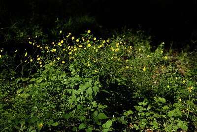 BUITEN BEELD Foto: 441570